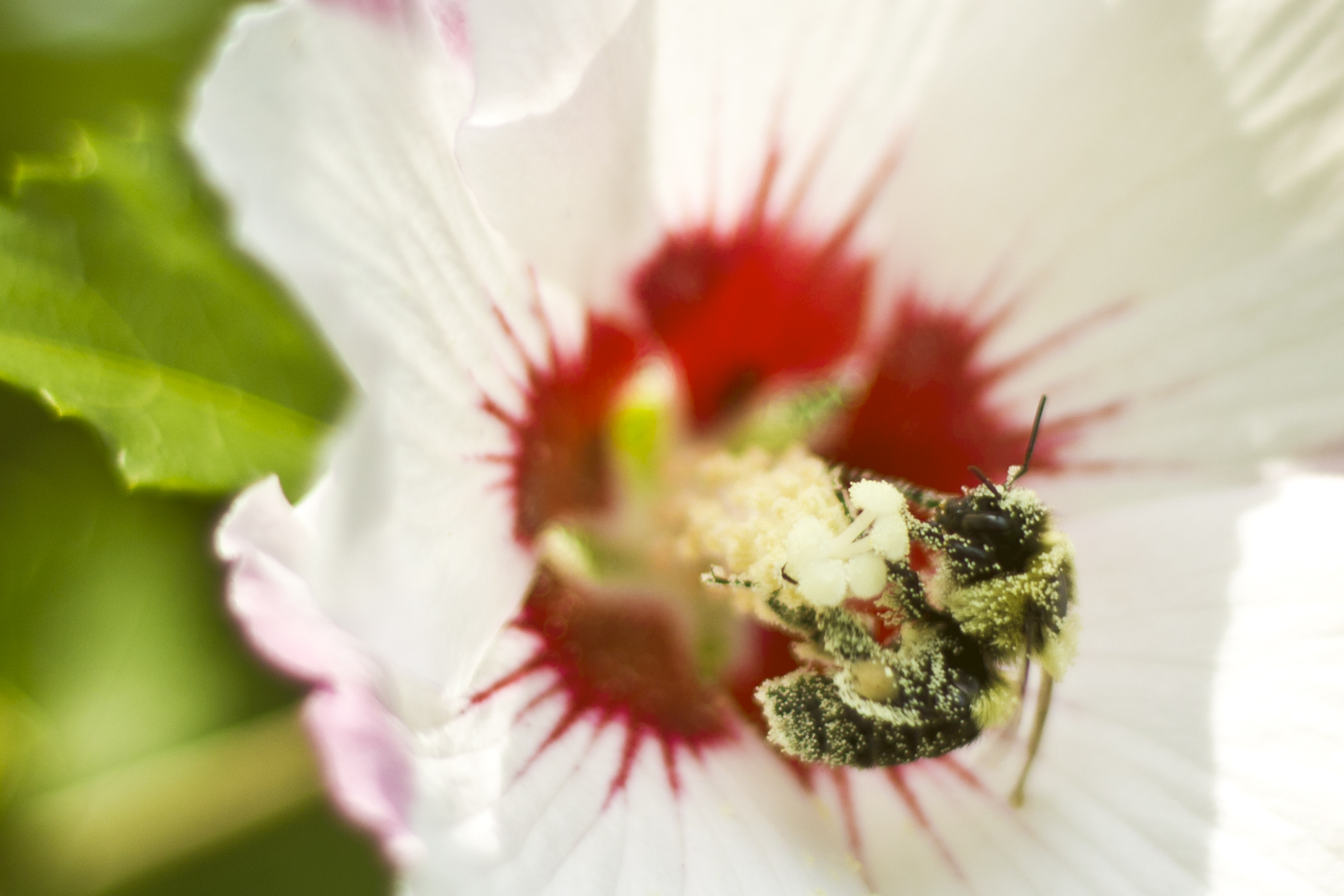 Bumblebee on flower